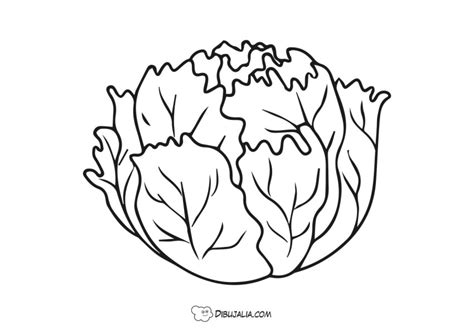 Lechuga Escarola Dibujo 1677 Dibujalia