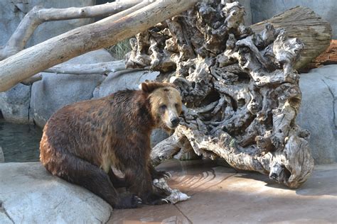 Free Images Animal Alone Wildlife Zoo Sitting America Calm