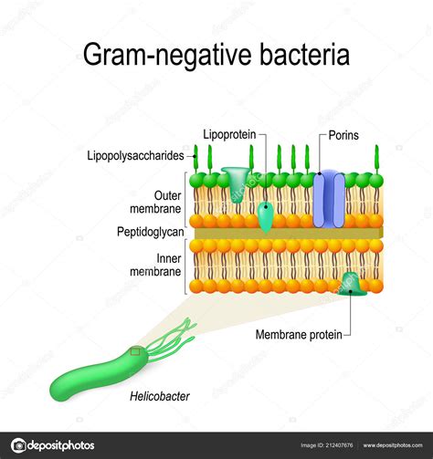 Gram Negative Cell Wall Diagram