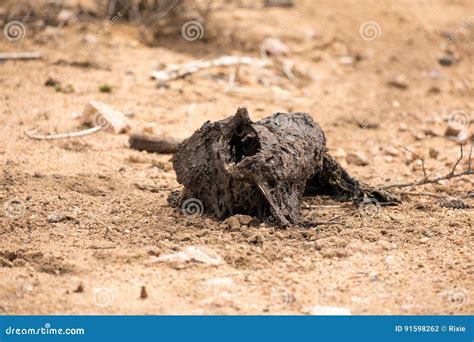 Blowflies Laying Eggs On A Rotting Carcass Stock Photo Image Of