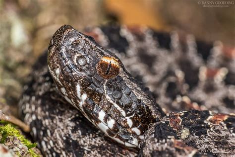 Pygmy rattlesnake (Sistrurus miliarius) : AnimalFans