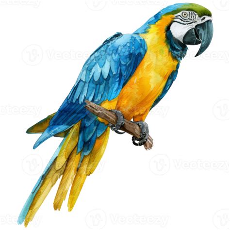 Blue And Gold Macaw Bird Illustration Watercolor Style 45386719 Png