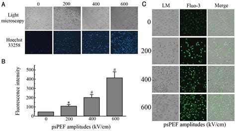 Picosecond Pulsed Electric Fields Induce Apoptosis In Hela Cells Via