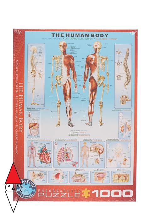 Puzzle Tematico Eurographics Anatomia The Human Body Pz