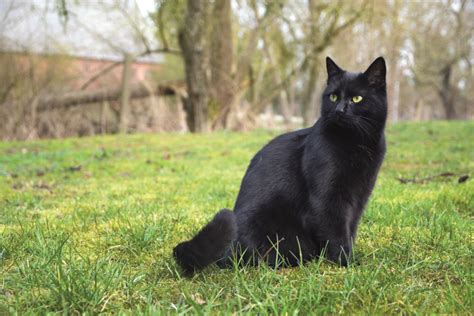 Gatto Nero Curiosit Da Conoscere Amici Di Casa