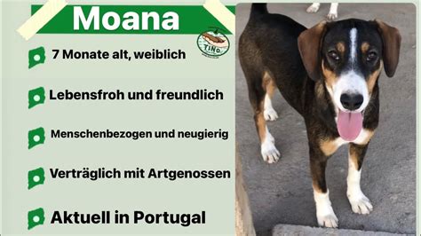 Moana Menschenbezogenes Hundem Dchen Sucht Ihr Zuhause F R