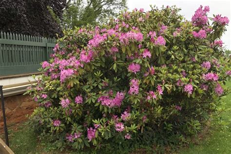 Catawba Rhododendron - Rhododendron catawbiense | Thomas Jefferson's Monticello