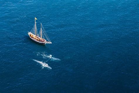 Whale Watching On A Traditional Oak Sailing Ship From Husavik Mike S