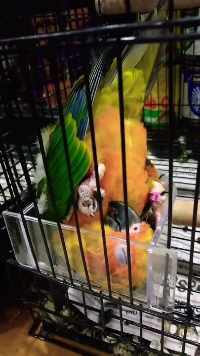 Sun Conure Chick Sleeping Baby Sun Conure Youtube