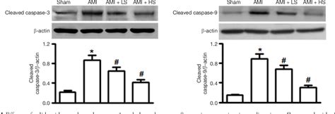 Figure From Effects Of Salidroside On Myocardial Cell Apoptosis In