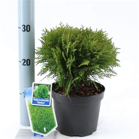 Thuja Occidentalis Danica Plant Wholesale Floraccess