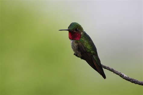 Colibri à Queue Large Selasphorus Platycercus Picture Bird