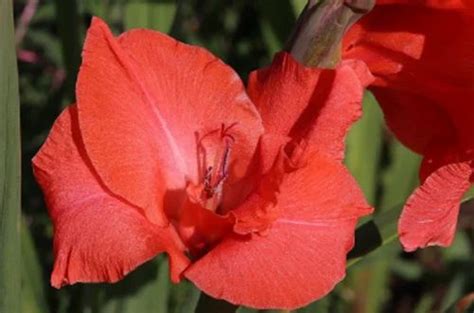 Flower Bulbs Gladiolus Red From Pune