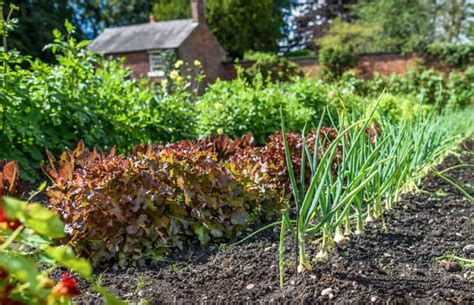 How To Start A Vegetable Garden With 30 Pro Tips