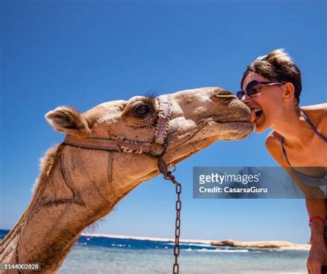 1156 Pet Camel Stock Photos High Res Pictures And Images Getty Images