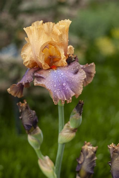 Iris Agua Soltar Foto Gratis En Pixabay Pixabay