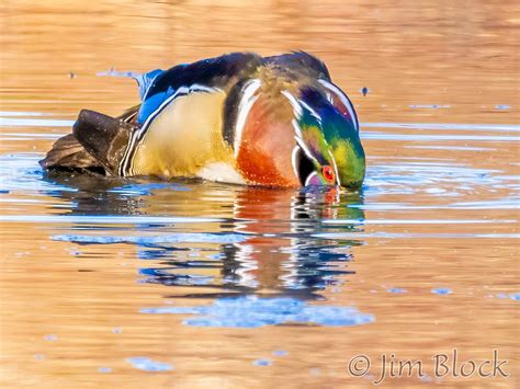 Wood Ducks Mating Jim Block Photography