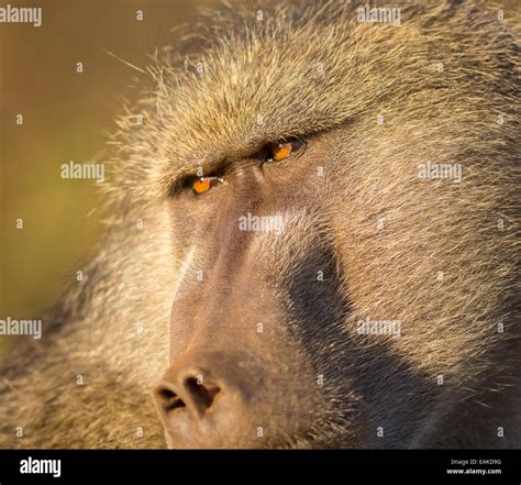 Face of baboon hi-res stock photography and images - Alamy