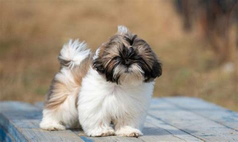 Precio De Cachorros De Shih Tzu Y Criaderos Exclusivos Smylepets