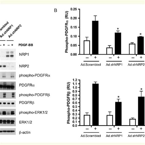 Nrp And Nrp Knockdown Reduces Pdgf Bb Induced Phosphorylation Of