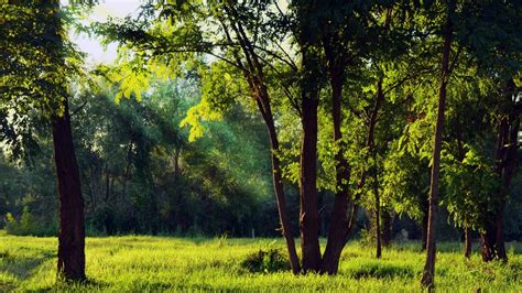 Beautiful Green Leaves Tree Branches Sunrays Glitter Grass Field Forest