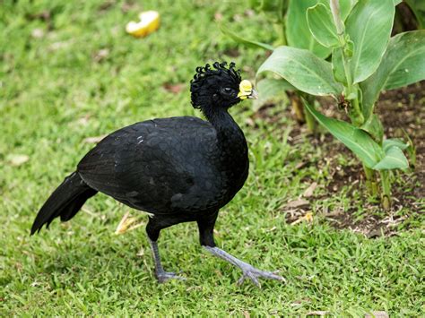 Crax Rubra FILO CHORDATA CLASE AVES Listado De Especies Amenazadas