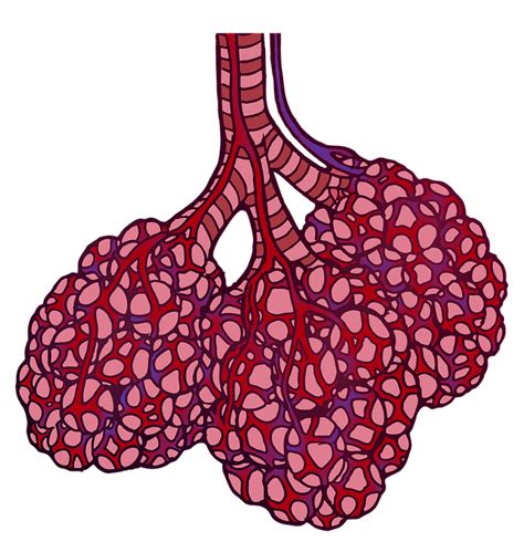 Download Alveoli Alveolus Lung Royalty Free Stock Illustration Image