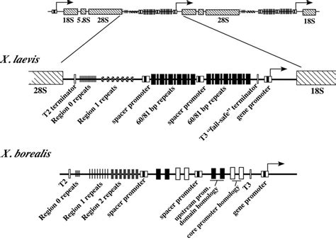 Organization Of Xenopus Ribosomal Rna Genes And Intergenic Spacers The