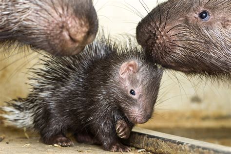 A baby porcupine and more adorable animal photos - TODAY.com