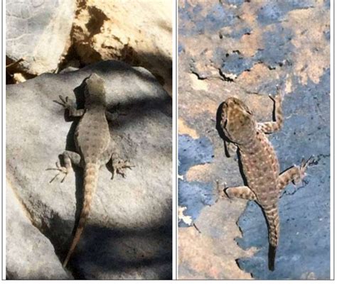 Rock Semaphore Gecko Pristurus Rupestris At Al Jabal Al Akhdar Scenic