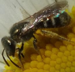 Bronze Furrow Bee Halictus Tumulorum Species Wildbristol Uk