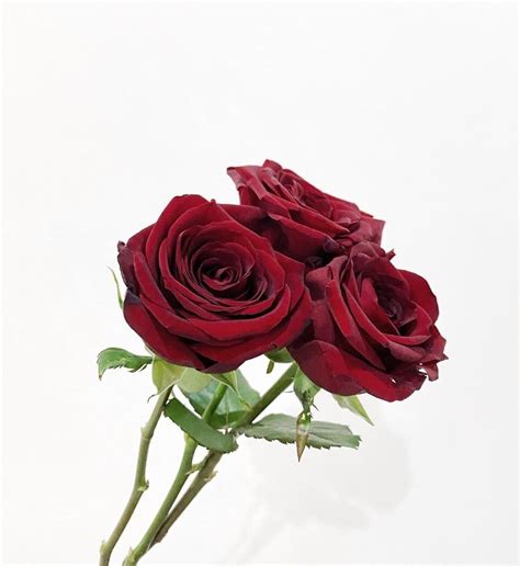 Red Roses Meaning - A Comprehensive Guide - SONG OF ROSES