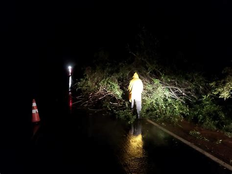 Defesa Civil de Cachoeira remove árvore caída na BR 290