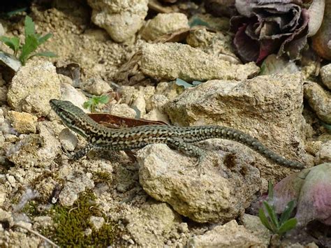 Ebats ou combat Nature en ville à Cergy Pontoise