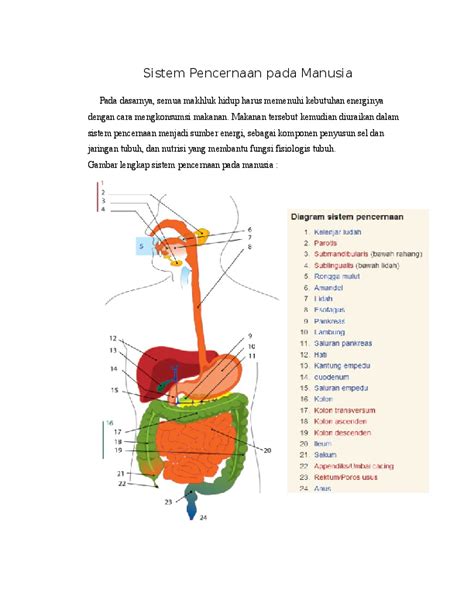 Detail Gambar Sistem Pencernaan Pada Manusia Kelas 7 Koleksi Nomer 13