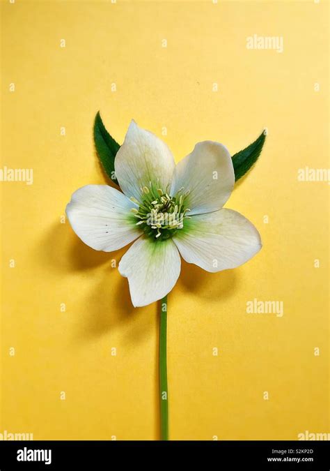 A White Hellebore Flower Stock Photo Alamy