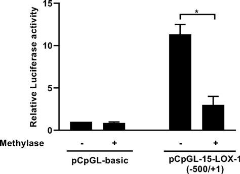 Effect Of Methylation On 15 Lox 1 Transcriptional Activity The