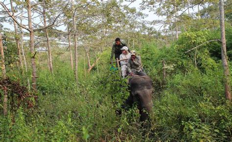 Luksusowa Wycieczka Do Parku Narodowego Chitwan Getyourguide