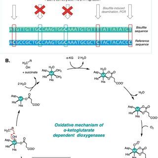 A Passive Vs Active Demethylation Pathways Via Sequential Oxidation