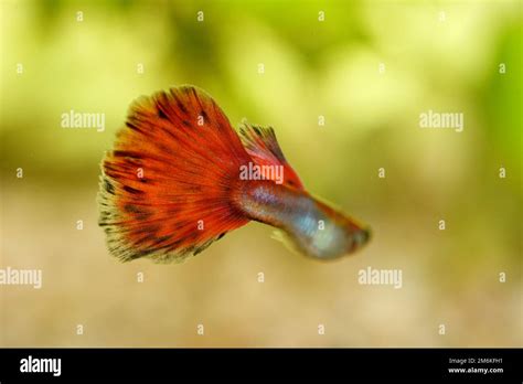 Male Guppy Poecilia Reticulata Stock Photo Alamy