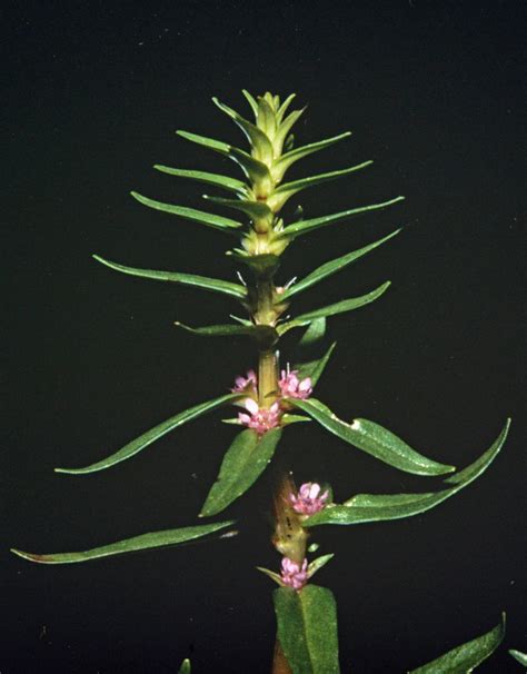 Rotala Densiflora Lythraceae Image At Phytoimages Siu Edu