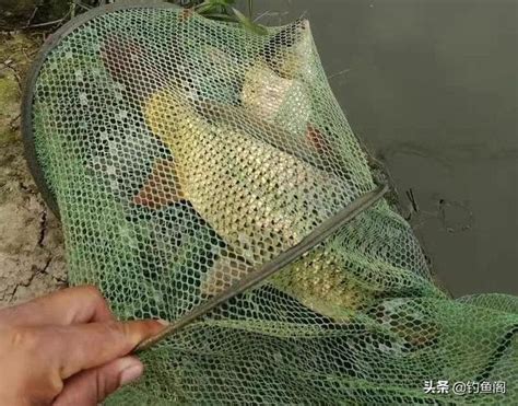 40度高溫鯉魚能躲到哪去？死磕這3種釣位，肯定能逮到它 每日頭條