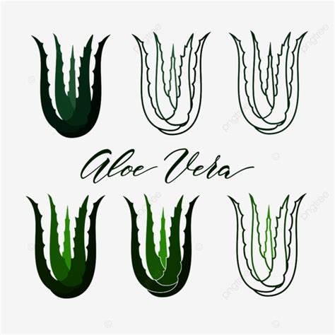 Realistic Aloe Vera Vector Illustration On White Background Design