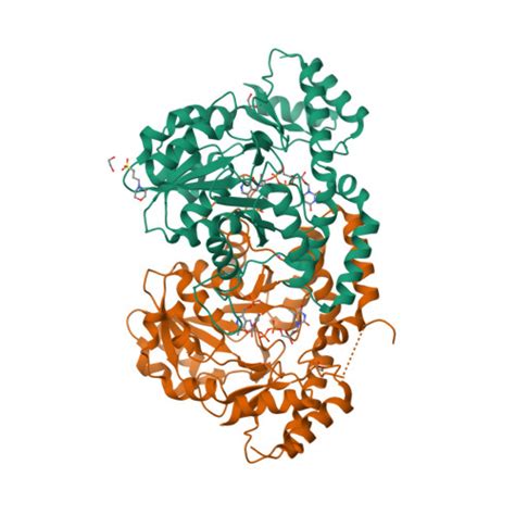 Rcsb Pdb 5u23 X Ray Structure Of The Wlarg Aminotransferase From Campylobacter Jejuni In