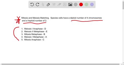 SOLVED Cells Illustrated Above Belong To A Species With Diploid