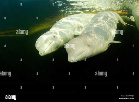 Beluga Whales Delphinapterus Leucas Two Swimming Under Ice Arctic