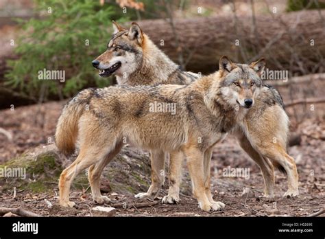 European Gray Wolf Canis Lupus Lupus Two Wolves Standing Together