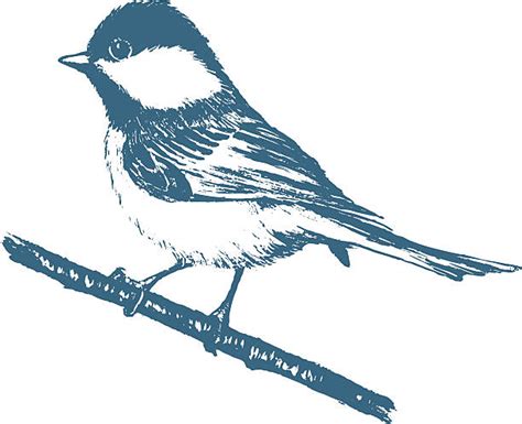 Blue Tit Bird Silhouette Illustrations Royalty Free Vector Graphics