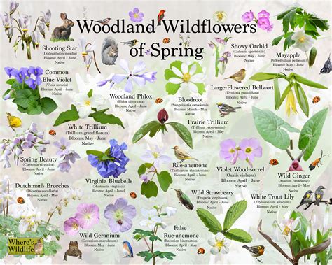 Woodland Wildflowers Of Spring Flower Identification Poster Etsy Espa A