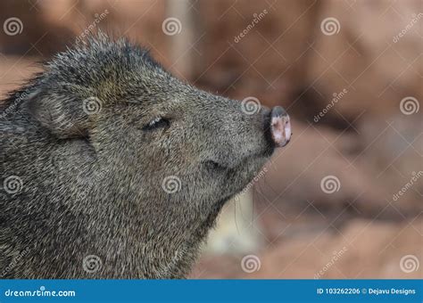 Wild Beautiful Javelina Boar Native To Arizona Stock Photo Image Of